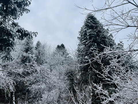 森林雪景