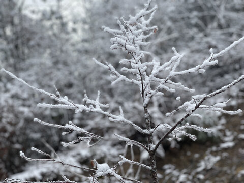 树枝上的雪