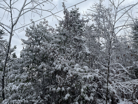 树上雪景