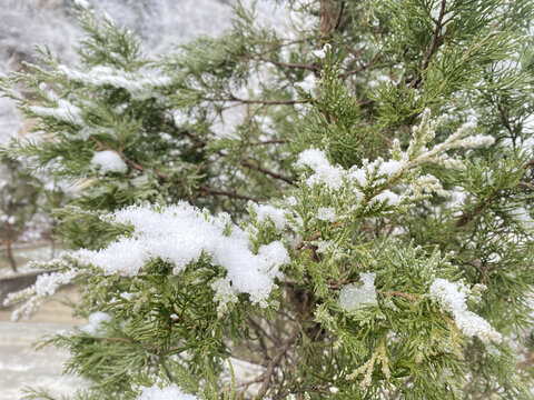 松枝上的雪