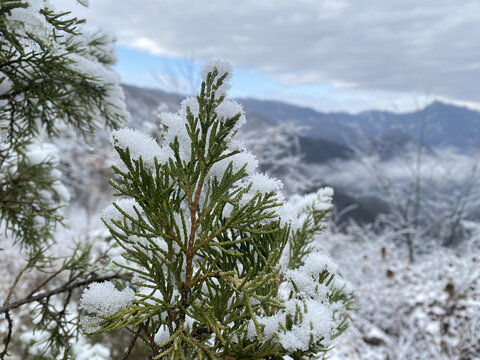 松枝上的雪