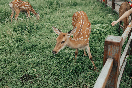 梅花鹿