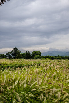 狗尾巴草