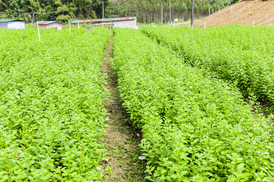 枸杞菜基地