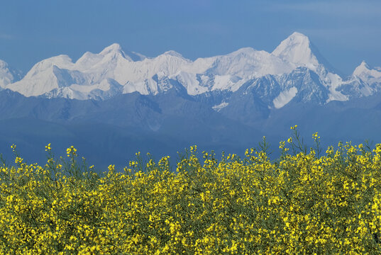 雪山油菜花