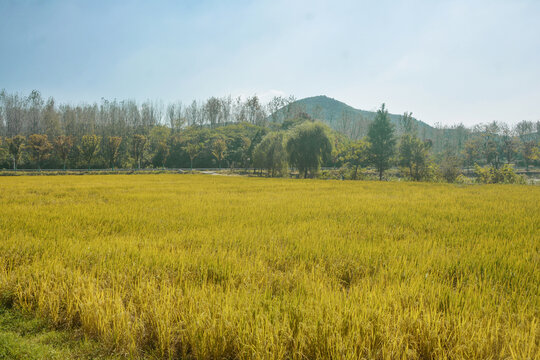 秋天稻田美景