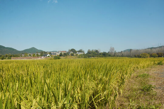 乡村和稻田