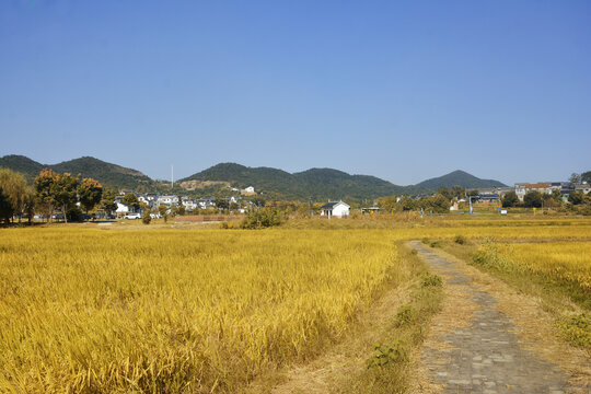 乡村道路美景