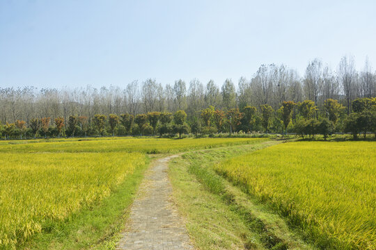 田间路