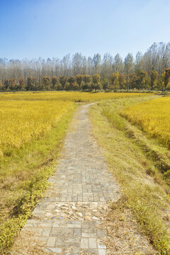 田间小路