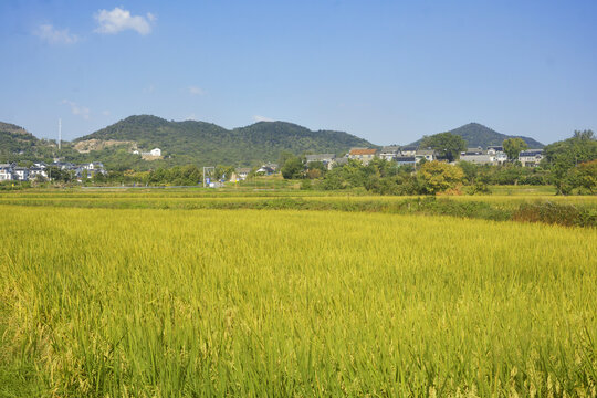 秋天乡村稻田