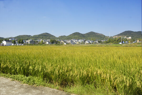 乡村稻田旅