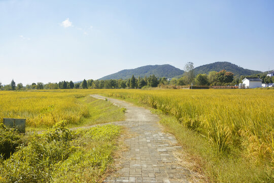 稻田小路