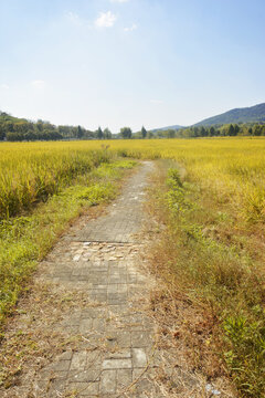 稻田小路