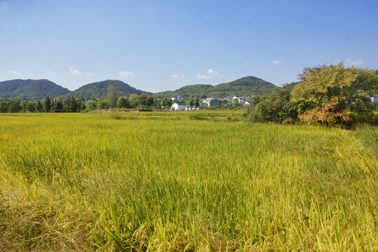 田园风光