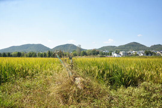 乡村景观