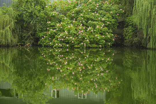 水边的木芙蓉花