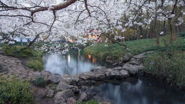 杭州太子湾公园樱花