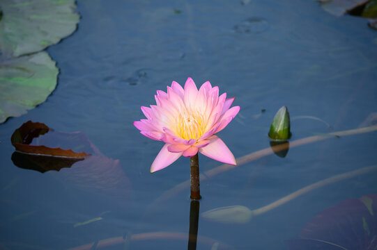 西湖莲花