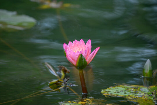 西湖莲花