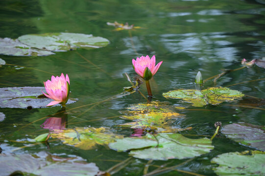 西湖莲花