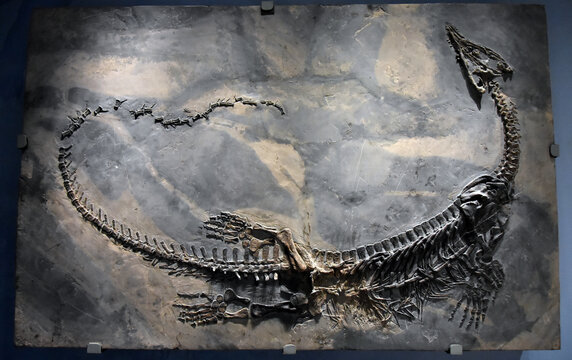 龙化石