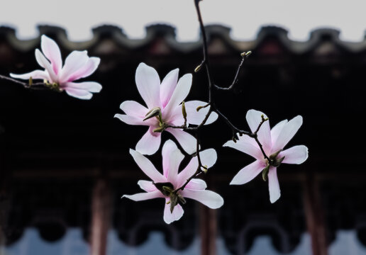 玉兰花