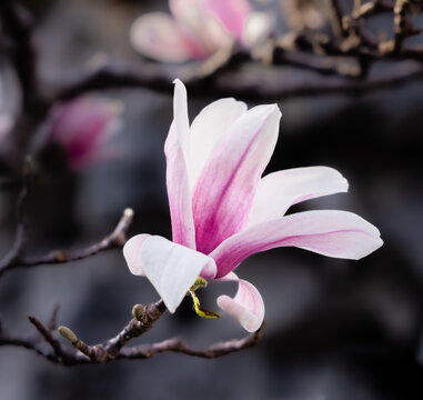 玉兰花