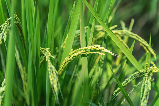 青色麦穗特写