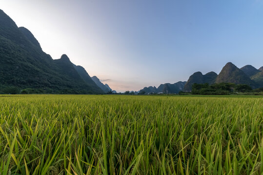 遇龙河稻田