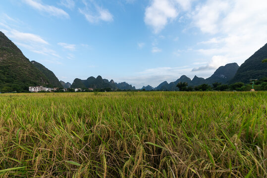 桂林阳朔遇龙河稻田