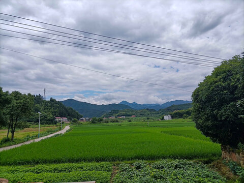 田野