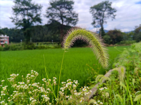 狗尾巴草