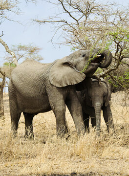 非洲象母子