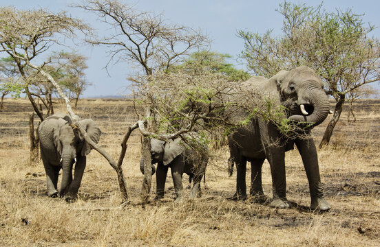 非洲象群