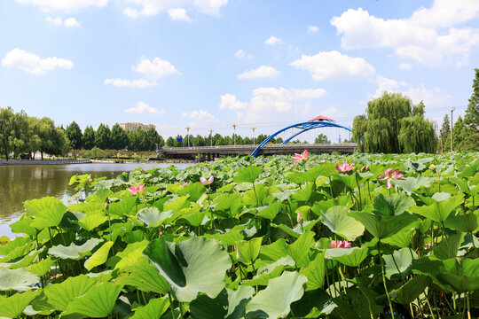 莒南县鸡龙河湿地公园
