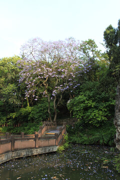 房湖公园蓝花楹