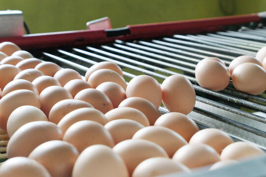 鸡蛋筛选