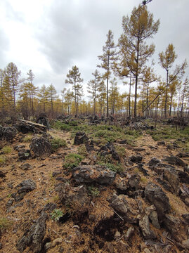 阿尔山火山石森林