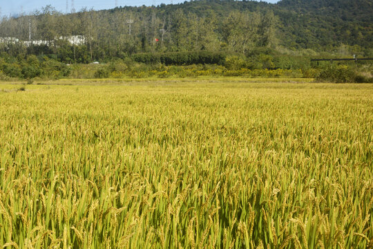 粳稻稻田