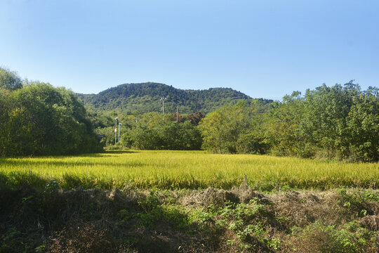 山村稻田