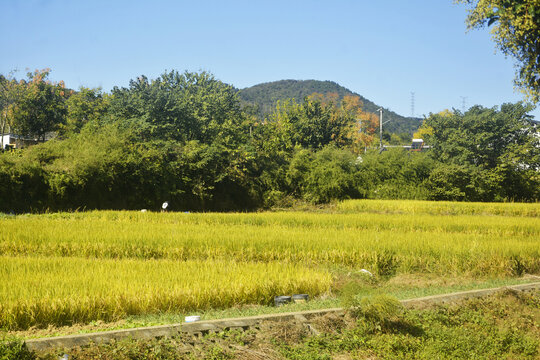 秋天稻田