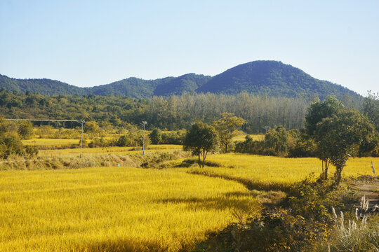 秋天稻田风光