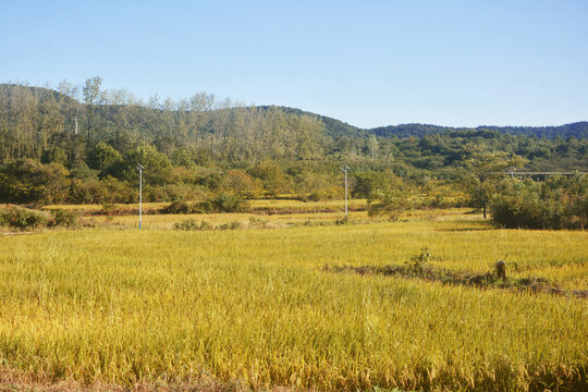 稻田风光