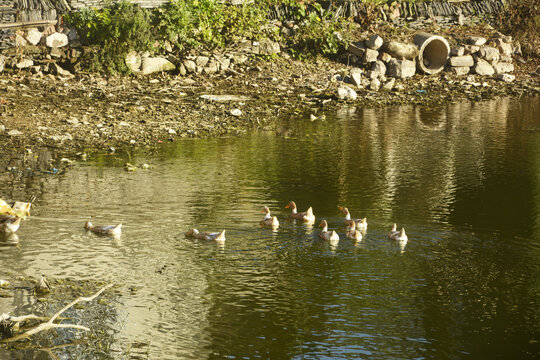 池塘中的鸭子