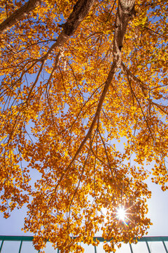 秋天的杨树叶子金黄