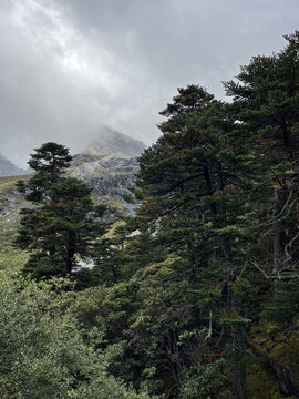 高山植被