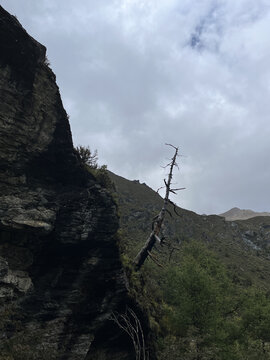 悬崖上的枯树