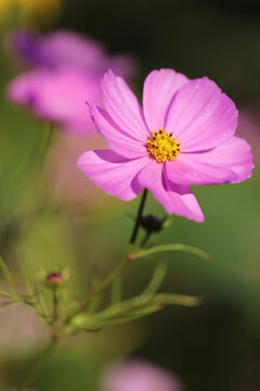 一朵粉色波斯菊