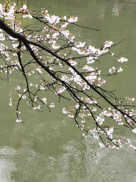 意境桃花